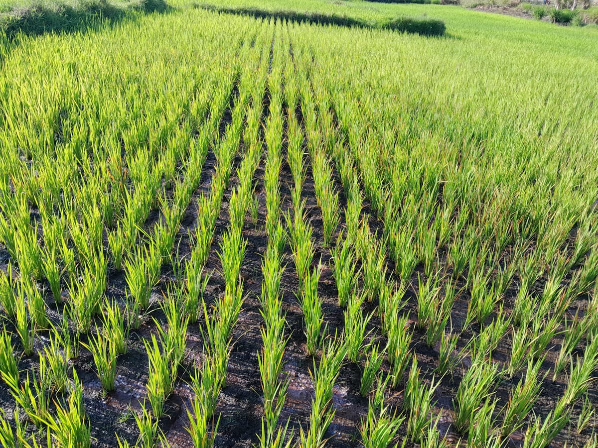NSCL Farmers